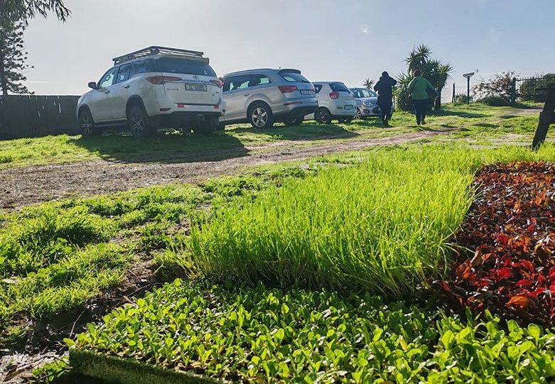 Seedling trays growing at a community food garden
